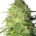 Special Queen 1 - Royal Queen Seeds